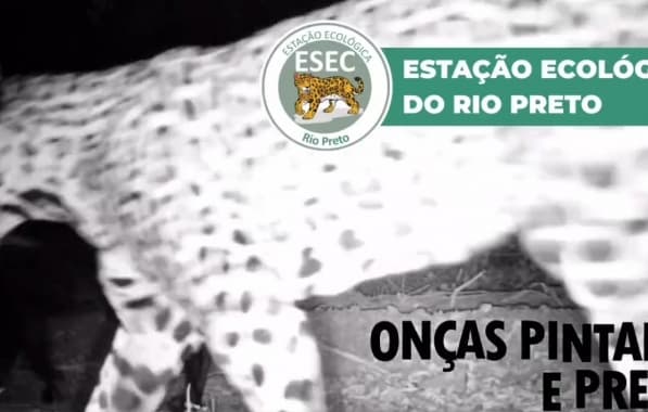 VÍDEO: De espécie rara, Onça -pintada negra é vista em Estação Ecológica no extremo oeste da Bahia 