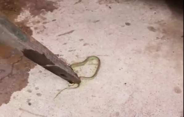 Cobra é achada em bebedouro de escola após relatos de mal-estar em crianças no Oeste baiano