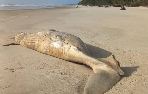Carcaça de baleia é encontrada com marcas de mordidas de tubarão; caso ocorreu no Sul baiano