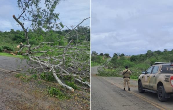 Queda de árvore interdita parcialmente BR-330 após fortes chuvas