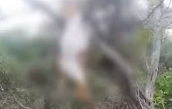 Cabras aparecem mortas após enxurradas no Norte baiano