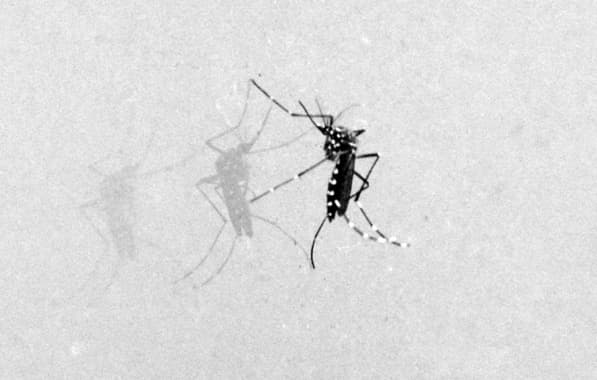 Quatro pacientes com dengue seguem internados em UTIs de cidade baiana 