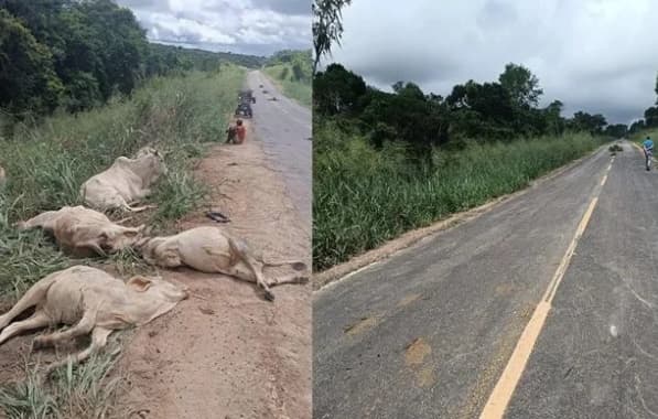 Dez animais morrem após serem atingidos por caminhão à beira de pista na Bahia 