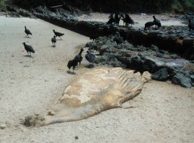 Com 4 metros de comprimento, filhote de baleia jubarte é achado morto em Ilhéus