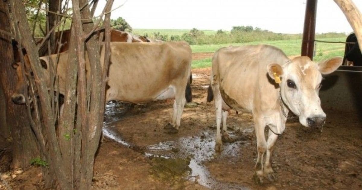 Governo suspende exportação de carne bovina para a China após caso de 'vaca louca'