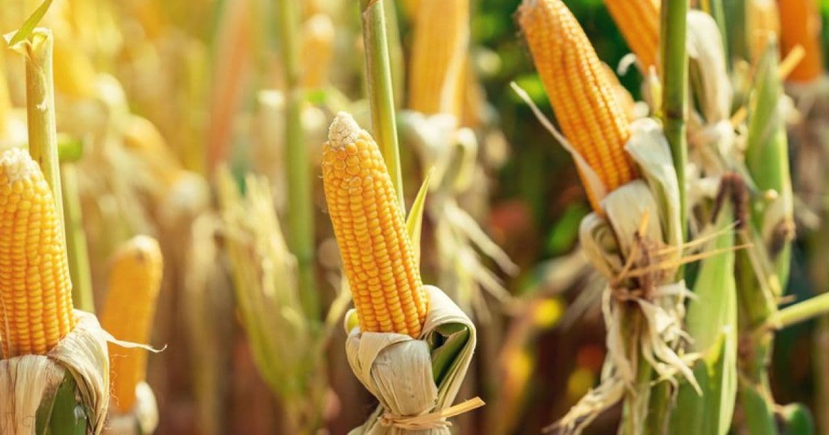 Se projeção se cumprir, país terá maior safra de grãos desde 1975; alta será puxada pelo milho 