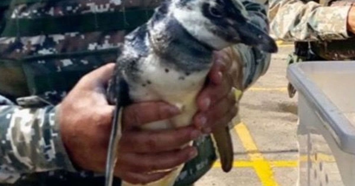 'Invernou em Salvador': Pinguim é encontrado no Yacht Clube mas morre após resgate
