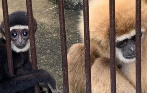 Teste de DNA: Pai dos filhotes de macaca que ficava isolada no Japão é descoberto 