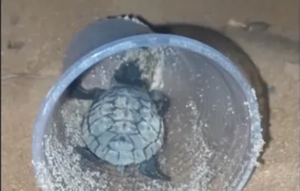 Filhotes de tartaruga são encontrados em calçada da Orla de Stella Maris, em Salvador