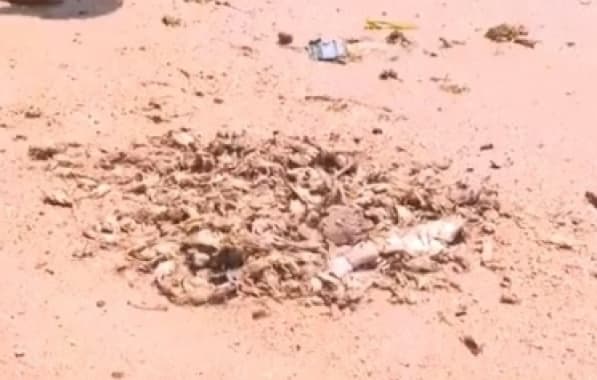 Inema investiga causa de mortandade de peixes e siris na praia de São Tomé de Paripe