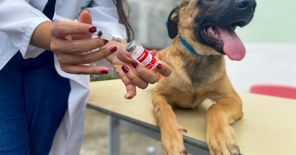 Campanha de vacinação antirrábica animal começa segunda-feira em Salvador