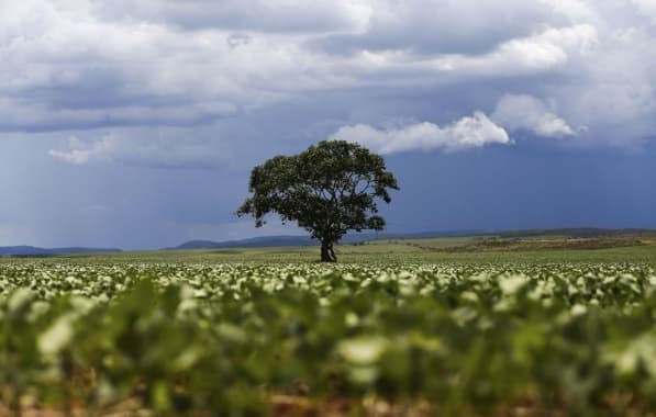 Brasil atinge recorde na produção de grãos e Bahia tem duas cidades entre as três maiores produtoras de soja