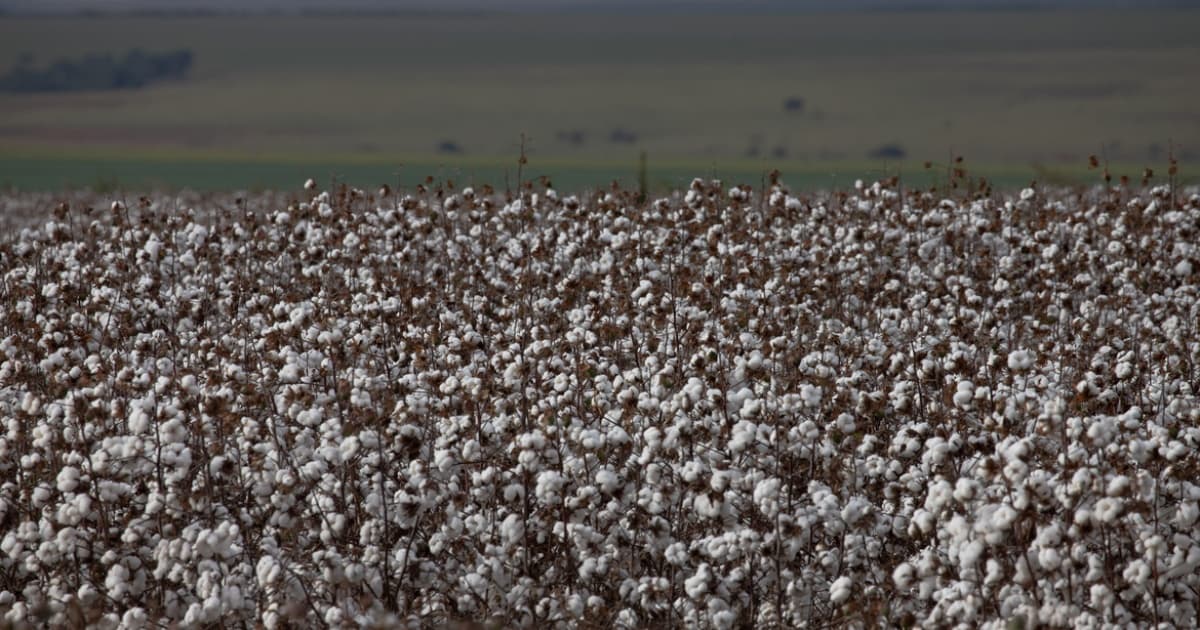 Safra baiana de grãos 2023/2024 tem previsões de aumento para soja e algodão, mas com queda do milho