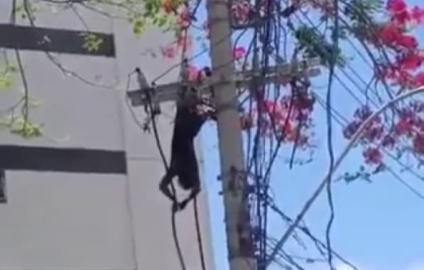VÍDEO: Homem fica preso em cabo de alta tensão no bairro do Candeal, em Salvador 