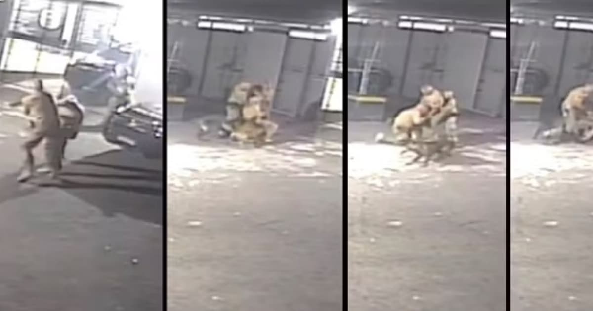 VÍDEO: policiais de SP brigam por causa da escala e são mordidos por cães
