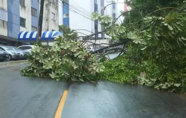 Árvore caída complica fluxo de veículos no bairro de Santa Teresa, em Salvador