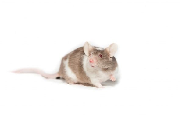 Cientistas criam embrião de rato em laboratório sem usar fêmeas