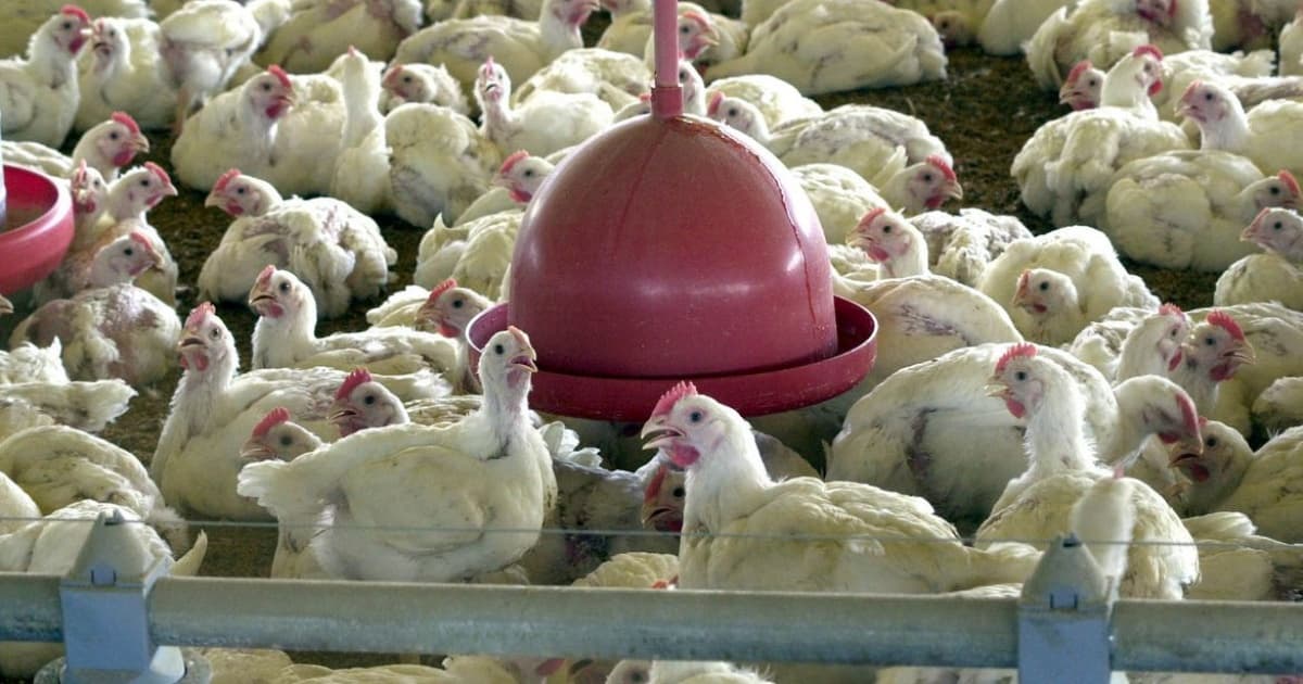 Organização Mundial da Saúde confirma primeira morte por gripe aviária no mundo 