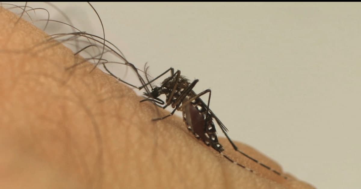 Casos de dengue grave aumentam quase 170% na Bahia; mortes diminuem