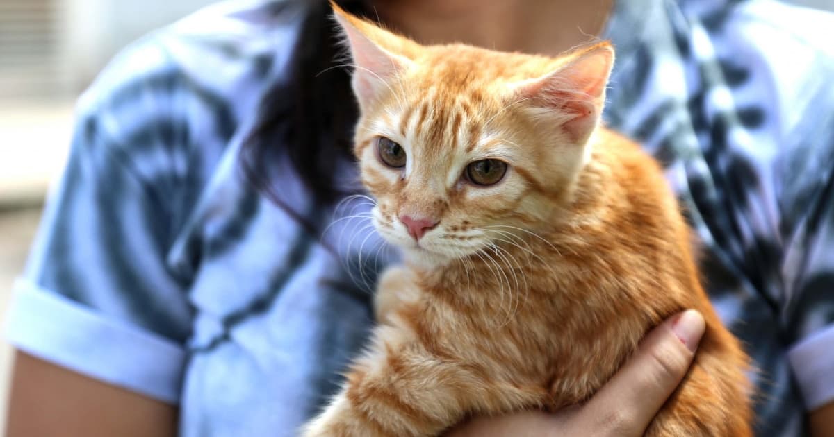 Secis promove vacinação gratuita da V4 para gatos na próxima segunda-feira   