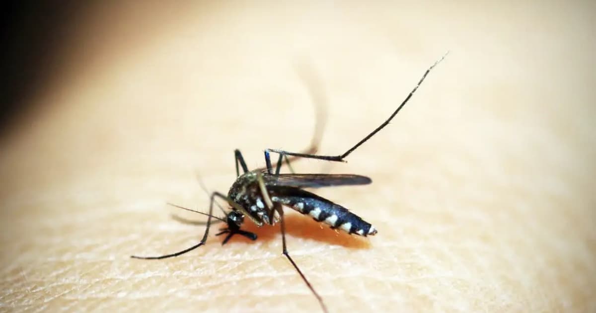 Bahia chega a 12 mortes por dengue em 2024; óbitos foram registrados no Sudoeste do estado