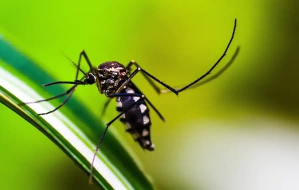 Brasil tem mais de 3 milhões de casos de dengue em 2024; Bahia permanece com tendência de aumento