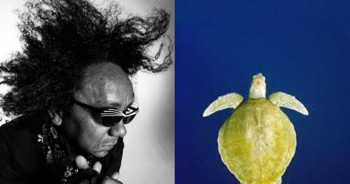Chico César faz show em Praia do Forte para celebrar recuperação da tartaruga-oliva