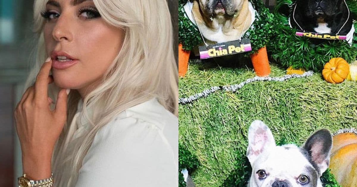 Lady Gaga tem cachorros roubados e oferece recompensa 