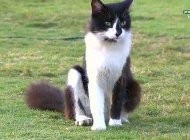 Depois do rato, um gato aparece no gramado de São Januário durante partida