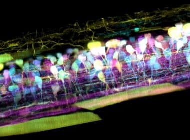 Novo microscópio 3D filma células em movimento com definição sem precedentes