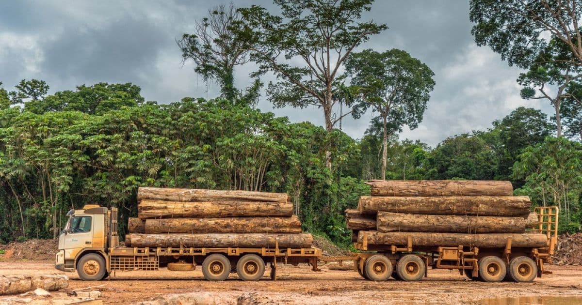 Amazônia tem área de madeira explorada do tamanho de três cidades de São Paulo