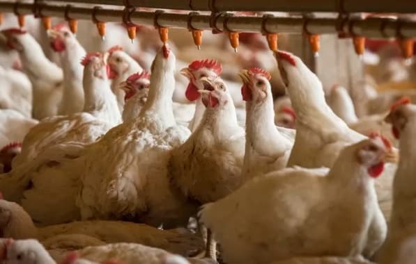 Entenda o que é a gripe aviária H3N8 e os riscos para a saúde mundial