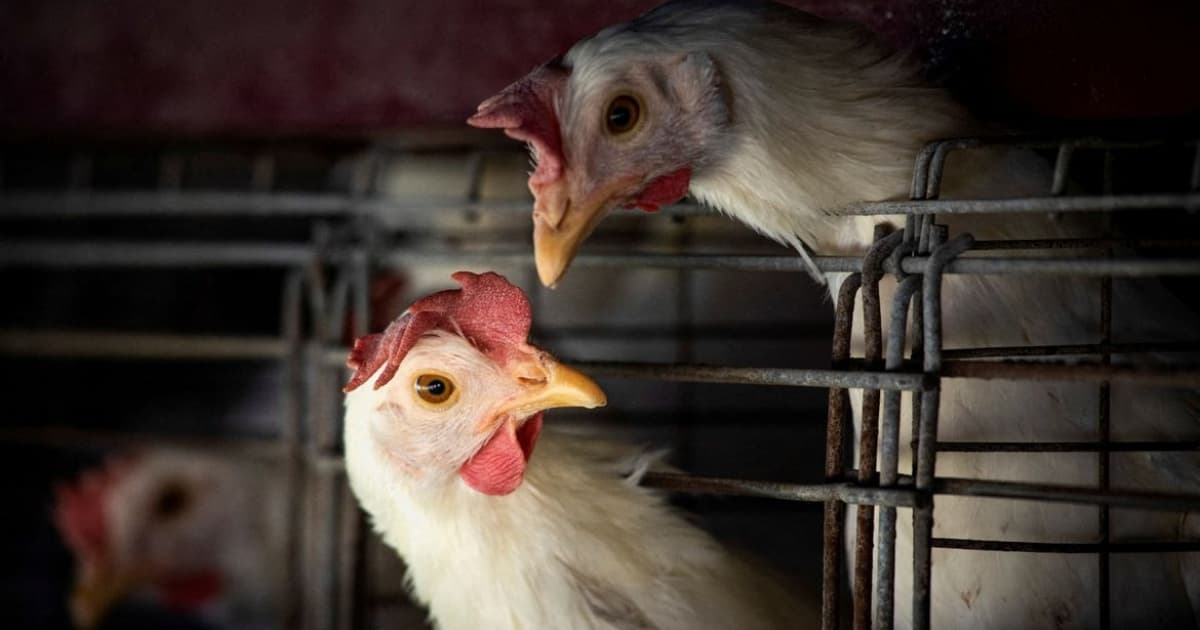Salto de gripe aviária para humanos é raro na história evolutiva do vírus, mostra estudo