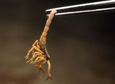 Acidentes com escorpiões aumentam e causam alerta; risco é maior em crianças