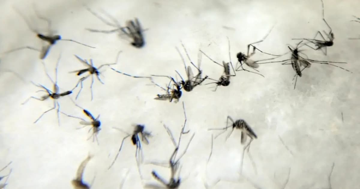 Saiba quais os remédios contraindicados em caso de suspeita de dengue