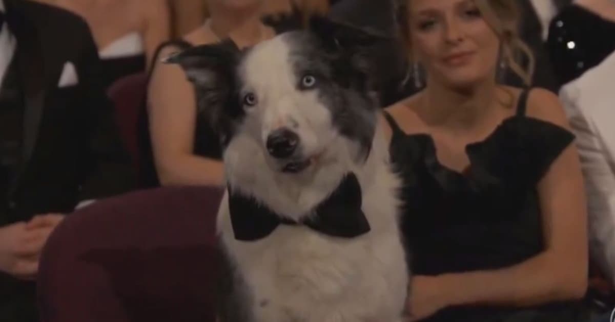 Participação de cão Messi no Oscar 2024 foi gravada antes da cerimônia