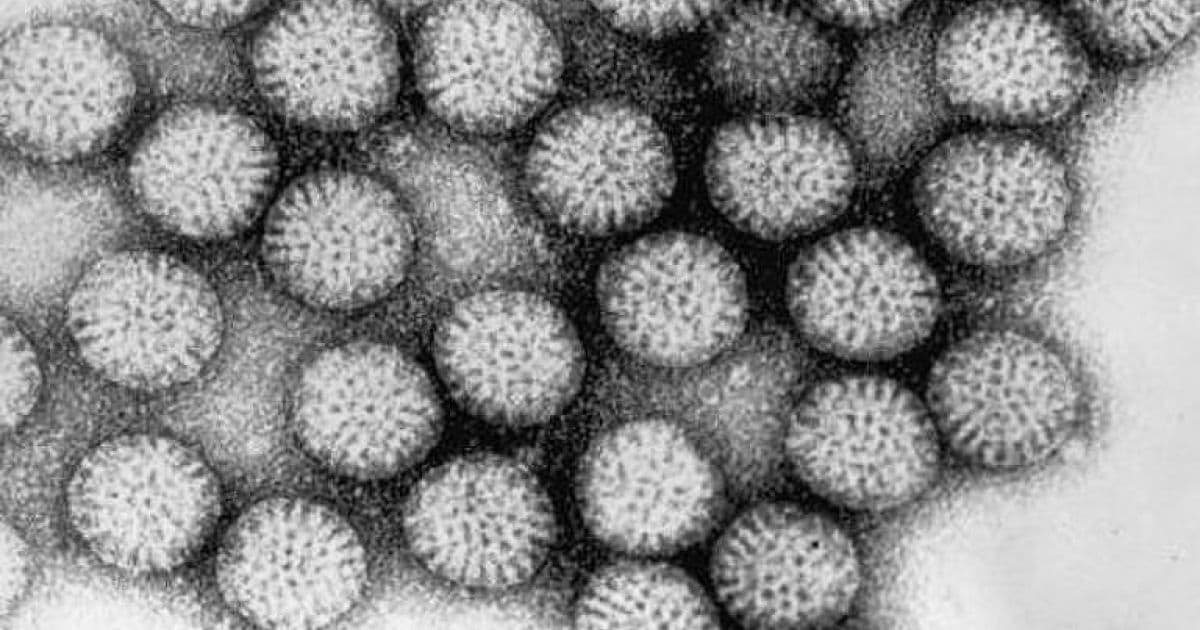 Duas novas cepas de rotavírus circulam pelo país, aponta estudo