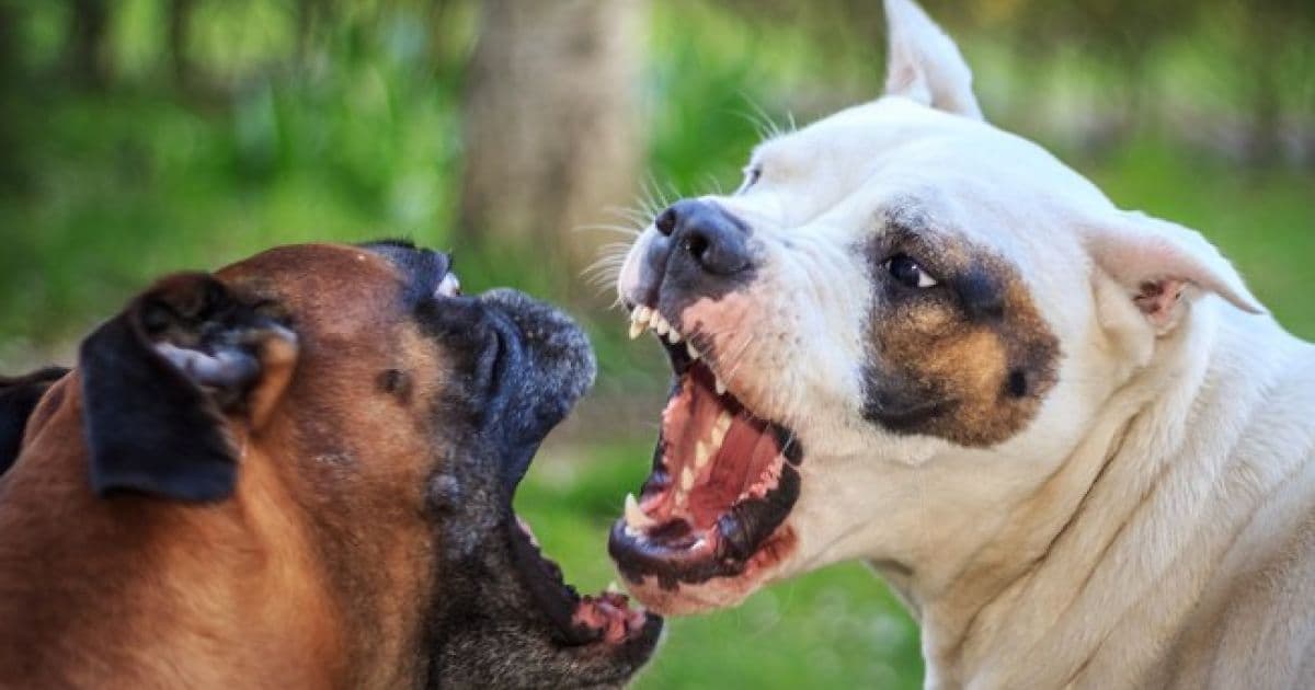 Ataque de vira-latas a cão de raça vai parar na Justiça de SP
