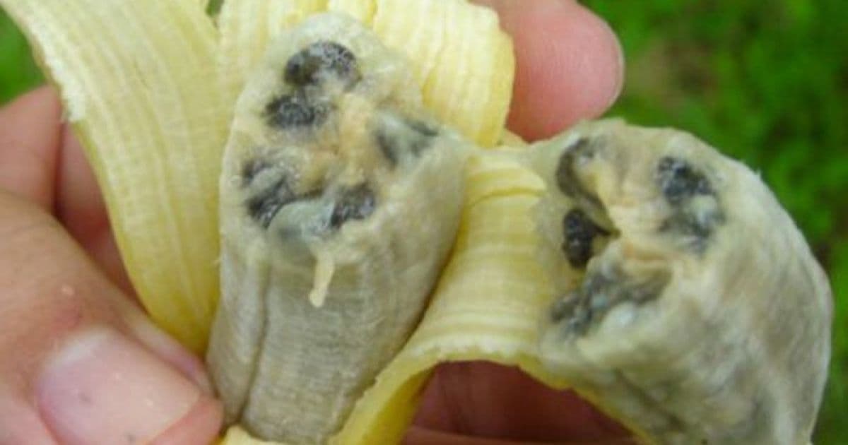 Fungo dizima plantações de bananas pelo mundo