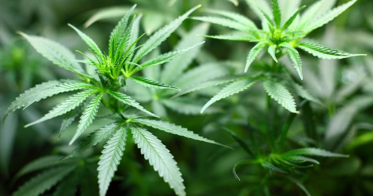 Anvisa adia decisão sobre aval a plantio de Cannabis para uso medicinal