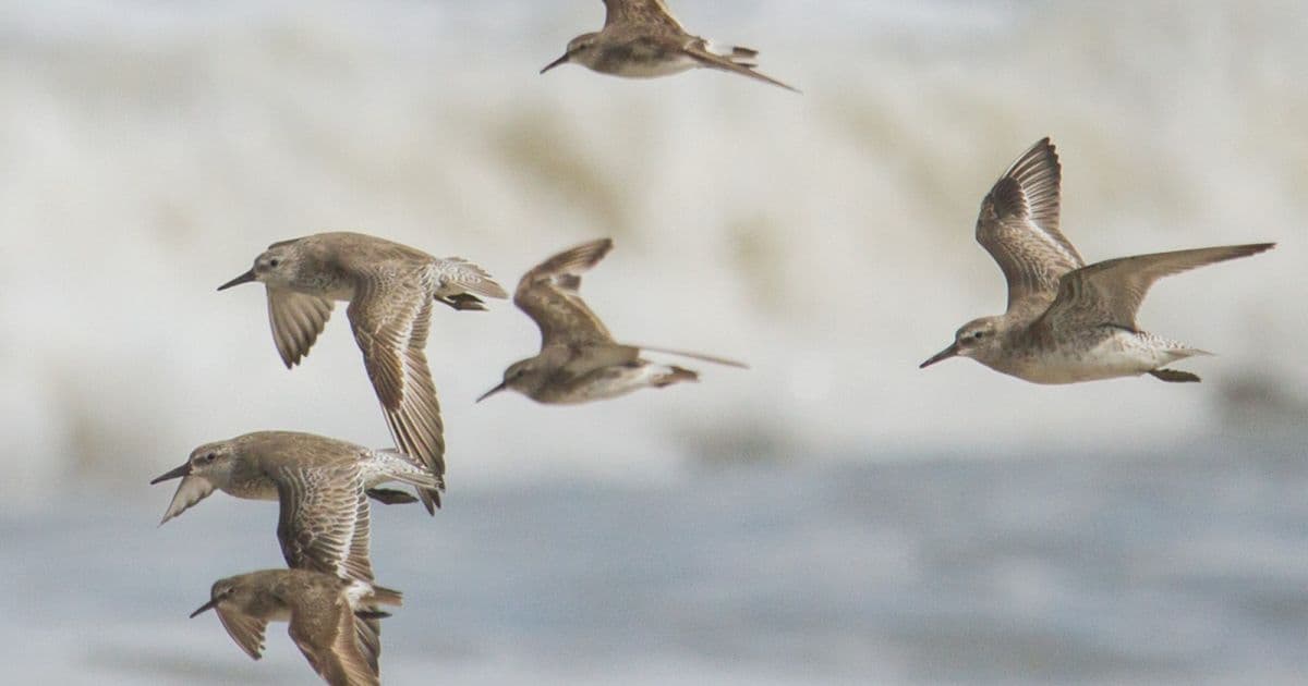 Aves migratórias são atingidas por óleo em santuário ecológico no Sergipe