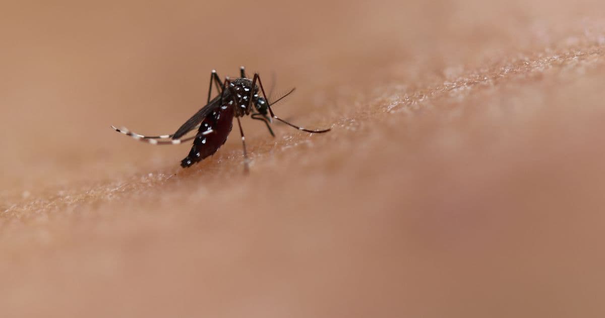 Enquanto Brasil 'espera' primeiro caso de coronavírus, dengue registra alta de 71%
