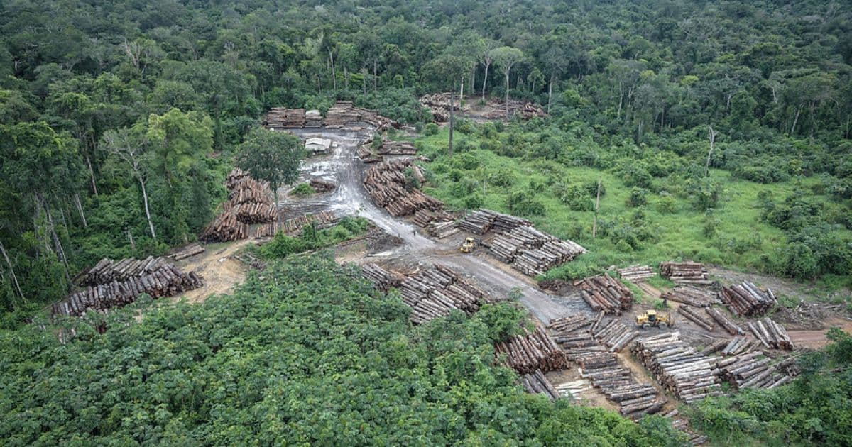 Desmatamento da Amazônia cresce 28% em um ano, diz nota de servidores do Ibama