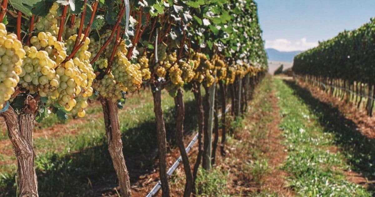 Vinícola Uvva, em Mucugê, promove imersão na produção dos vinhos