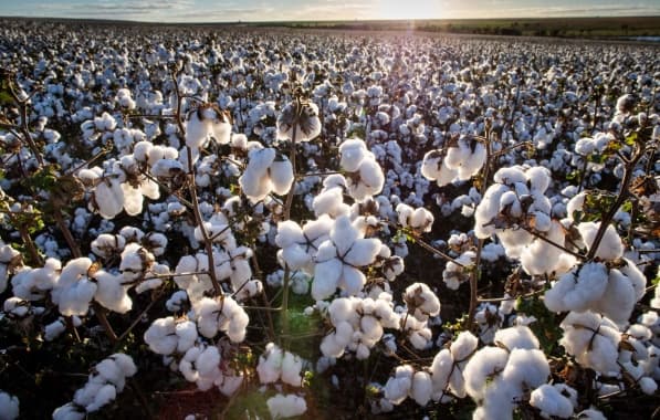 Desafio Ambiental: Qualidade abre caminho para o algodão sustentável no mercado externo