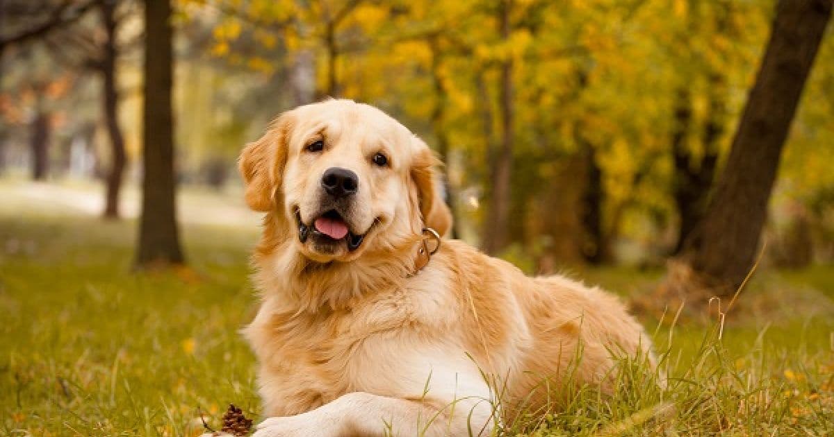 Doutor Pet: 15 motivos para acreditar que o Golden Retriever é o dog dos seus sonhos
