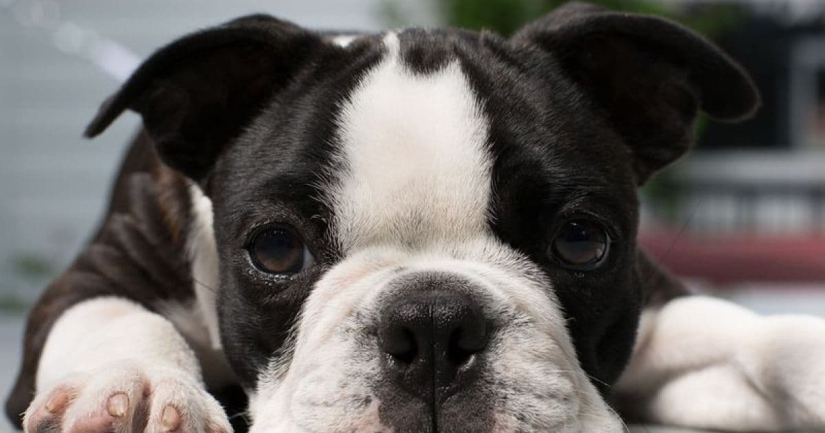 Doutor Pet: Conheça Síndrome do braquicefálico, que afeta cães 