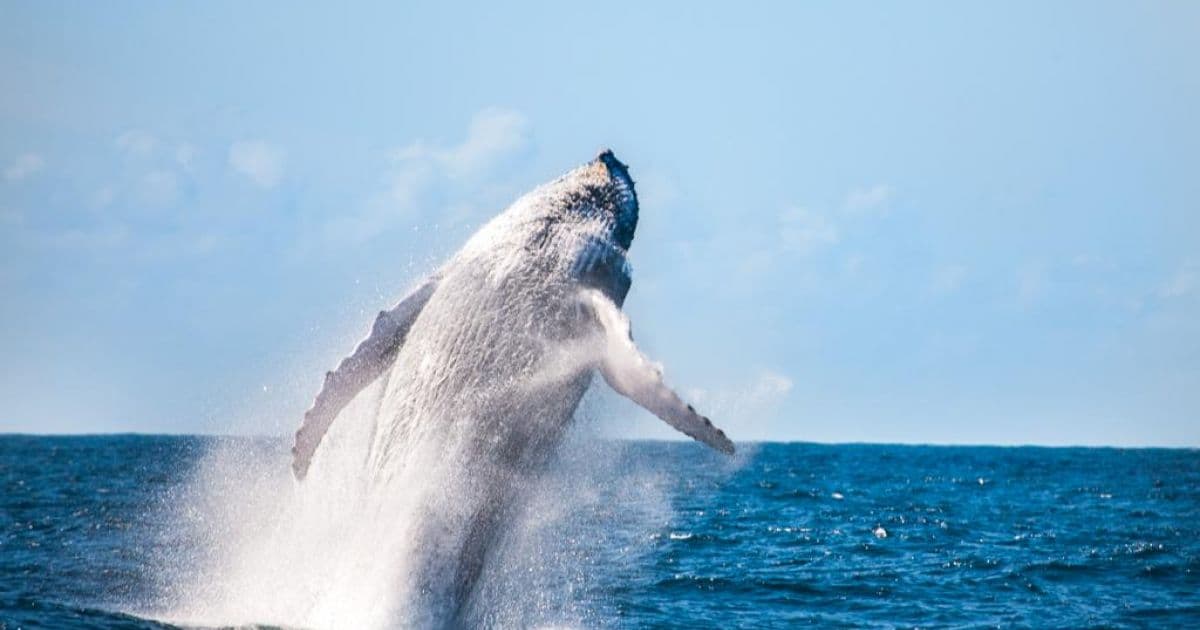 Com temporada de baleias jubarte no litoral, Prado se organiza para receber turistas