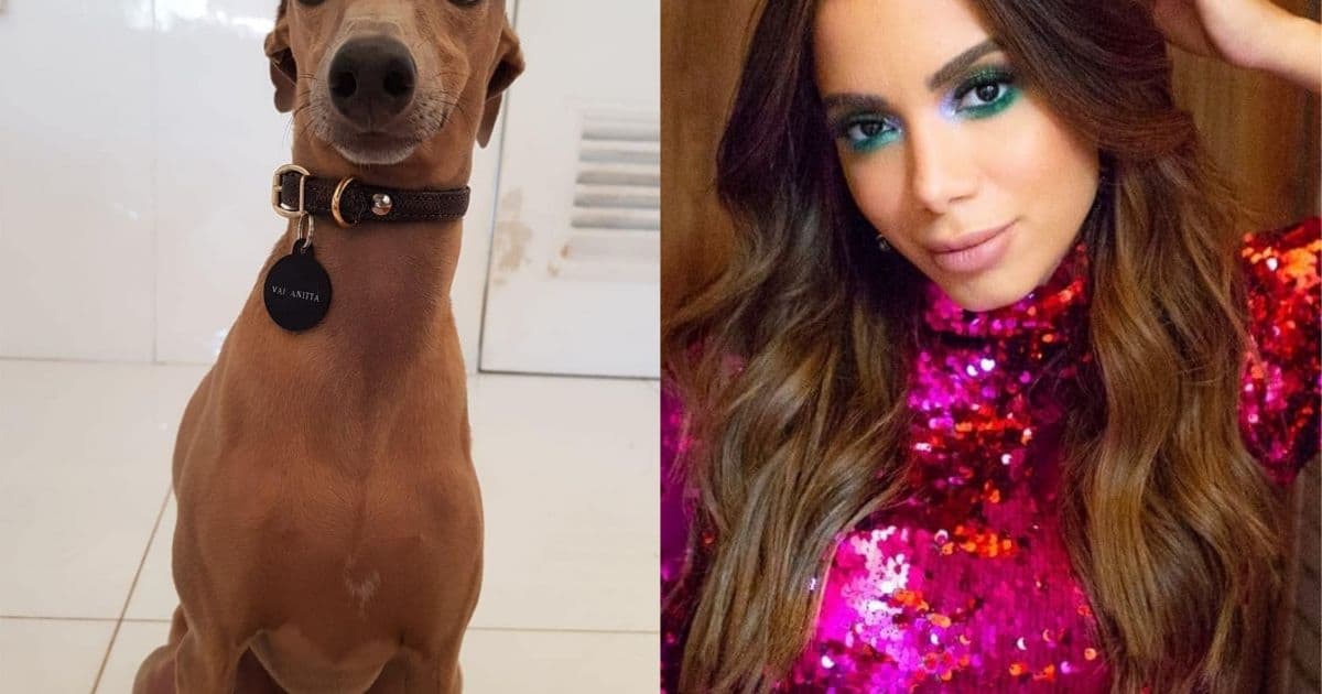 Após sofrer ameaça nas redes sociais, cachorro de Anitta ganha montagens de fãs da cantora