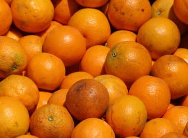 TJ-BA gasta quase R$ 54 mil em frutas; lista inclui 1,5 mil abacaxis e 57,6 mil laranjas